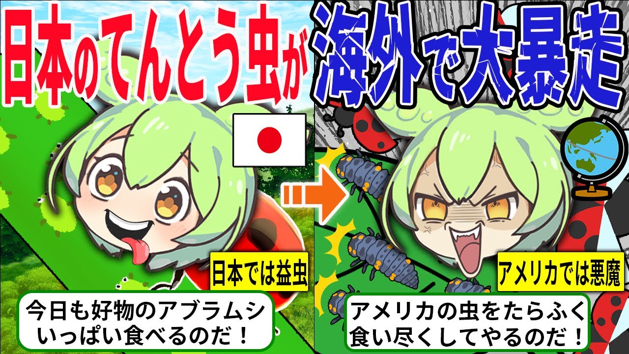 日本の益虫「テントウムシ」をアメリカに輸入した結果…生態破壊を起こすモンスターへと変貌していた…【ずんだもん＆ゆっくり解説】