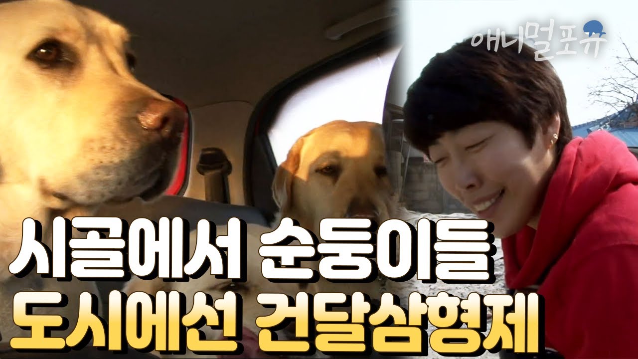 [풀버전] 세상에서 가장 행복한 시골개지만, 도시에만 오면 건달이 되는 대형견 삼형제 I 아가씨와 건달들 I KBS 반려동물극장 단짝 150326 방송