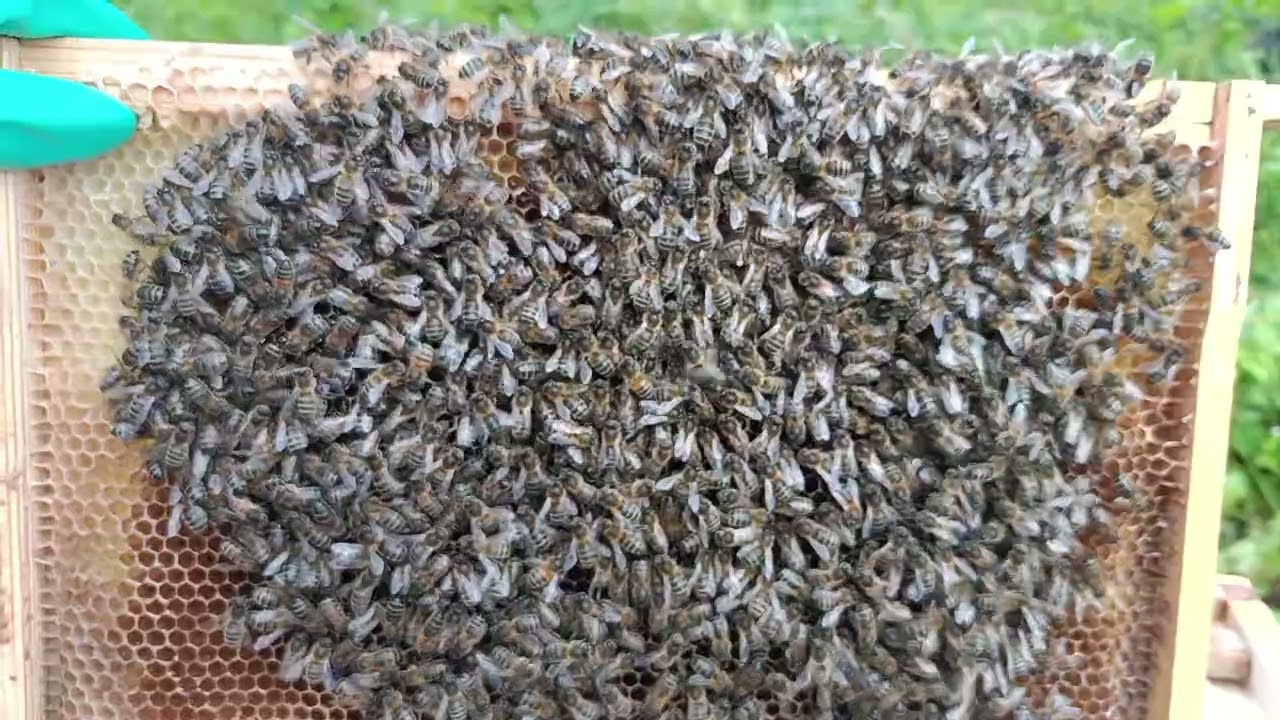 Apis Mellifera Mellifera Irish Black Bee ??