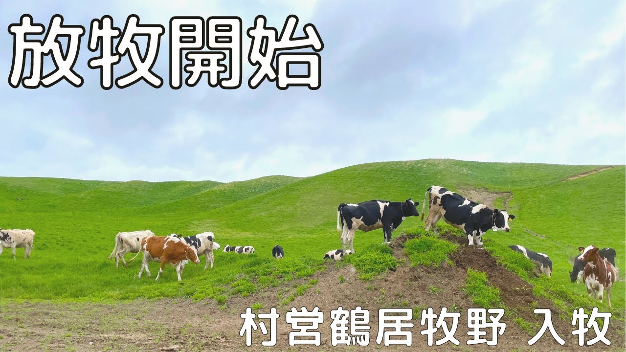 北海道 美しい村「鶴居村」村営鶴居牧野に入牧！