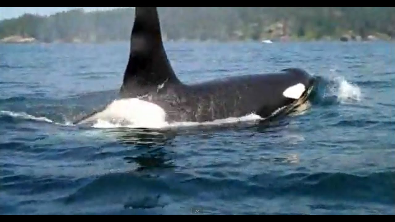 Kayaking with Orca, or Killer Whales off Sooke, BC on Vancouver Island.