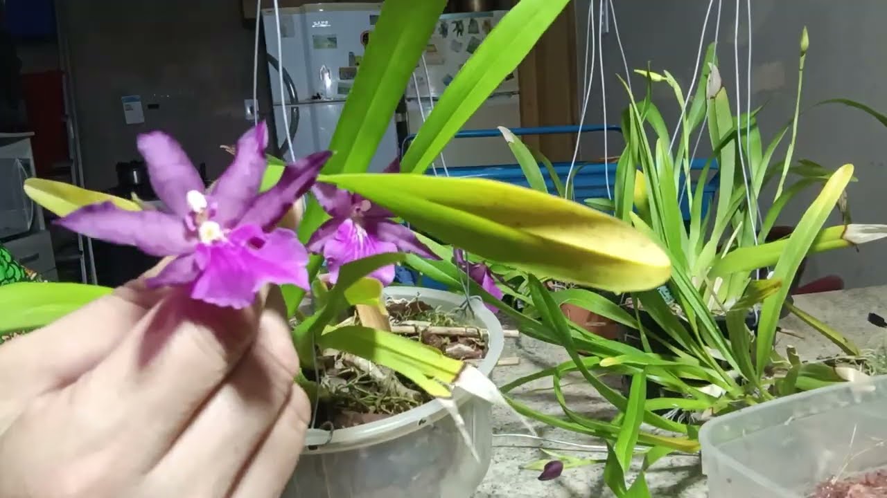 Orquídea Miltonia Regnelli.
