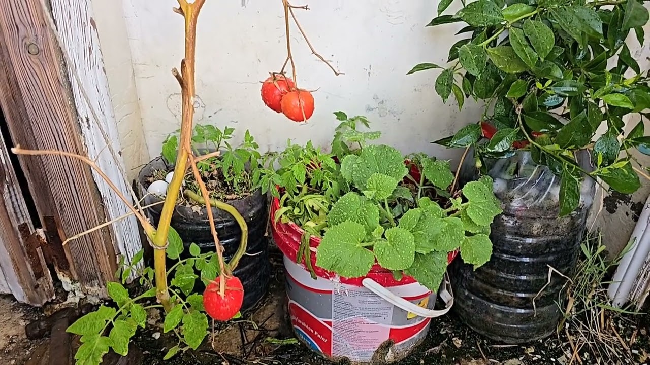 28 December 2025 🍅