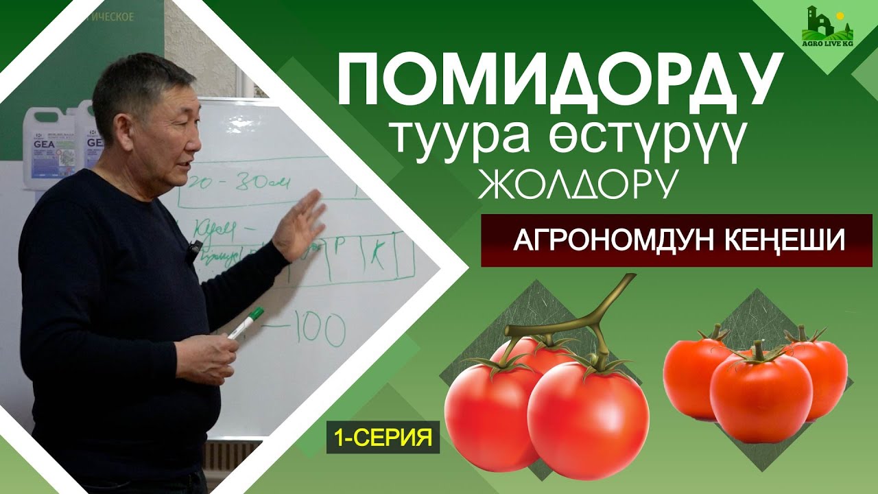 Помидорду кантип отургузуп жана туура өстүрүү Асаналиев Турусбек айтып берет. ПОМИДОР 1-серия