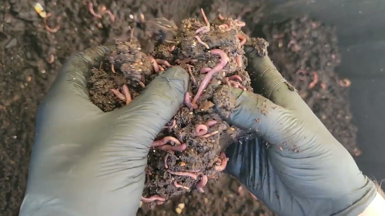 Major Harvest add major feeding. Fixing moisture issues. Worm bin update