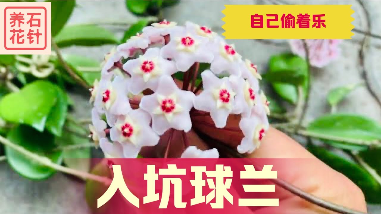 收集的几种球兰 - 分享球兰入坑的心得 - 愿者上钩，非喜勿入