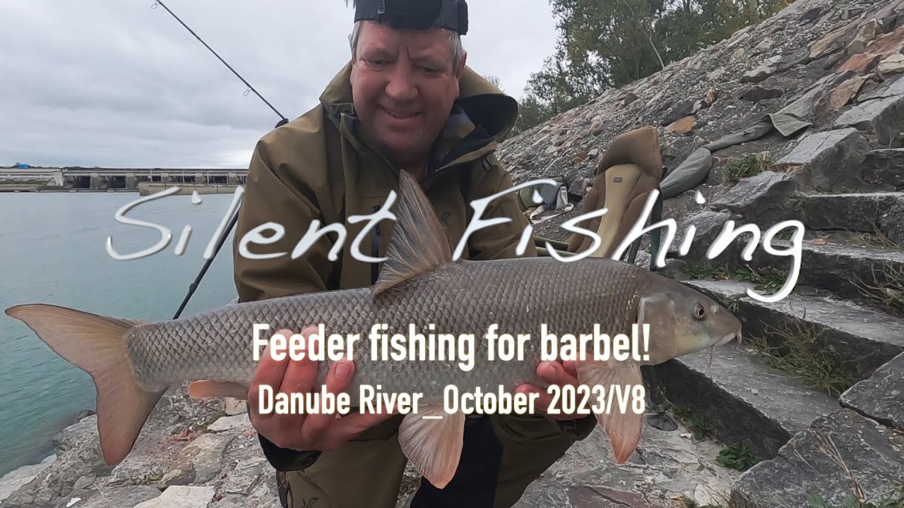 Feeder fishing for barbel at Danube River! October 2023/V8