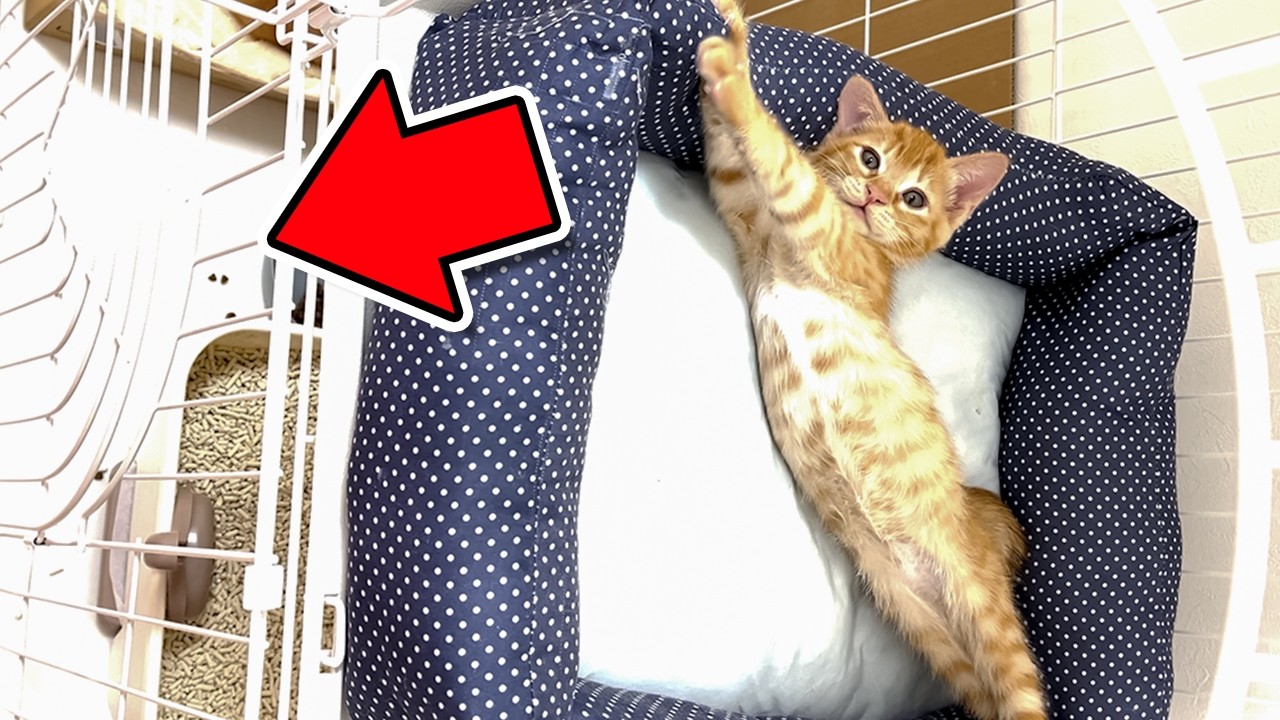 小さい頃は綺麗だったのに…猫砂が散乱していたので新しいトイレを設置したらこうなりました