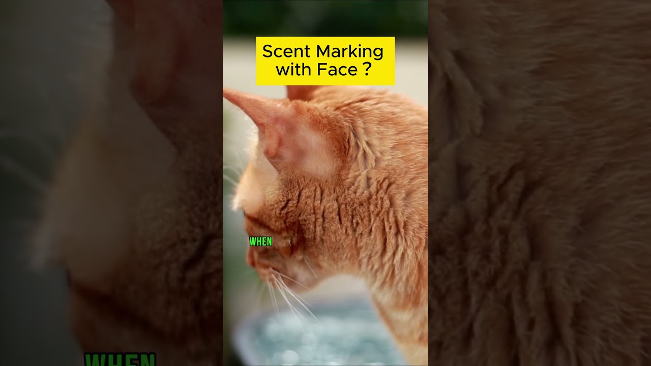 Why Cat Scent Marking with Face Isn't What You Think