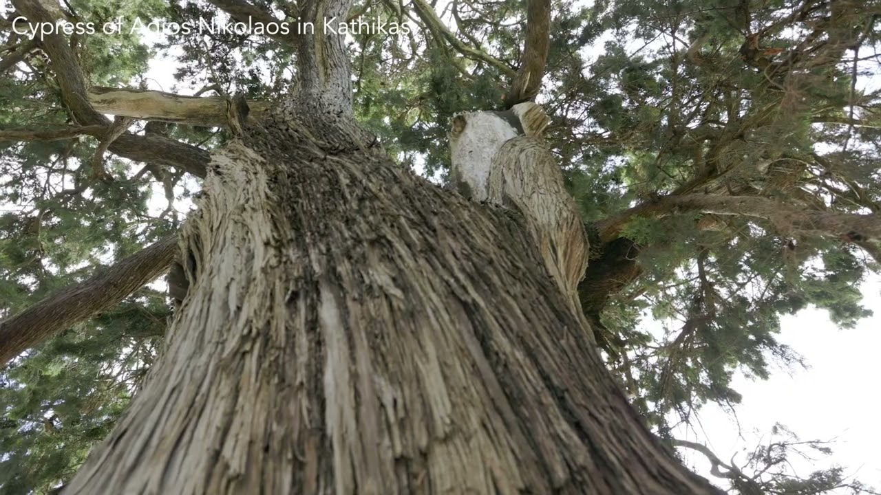 Cypress of Agios Nikolaos - Kathikas Village