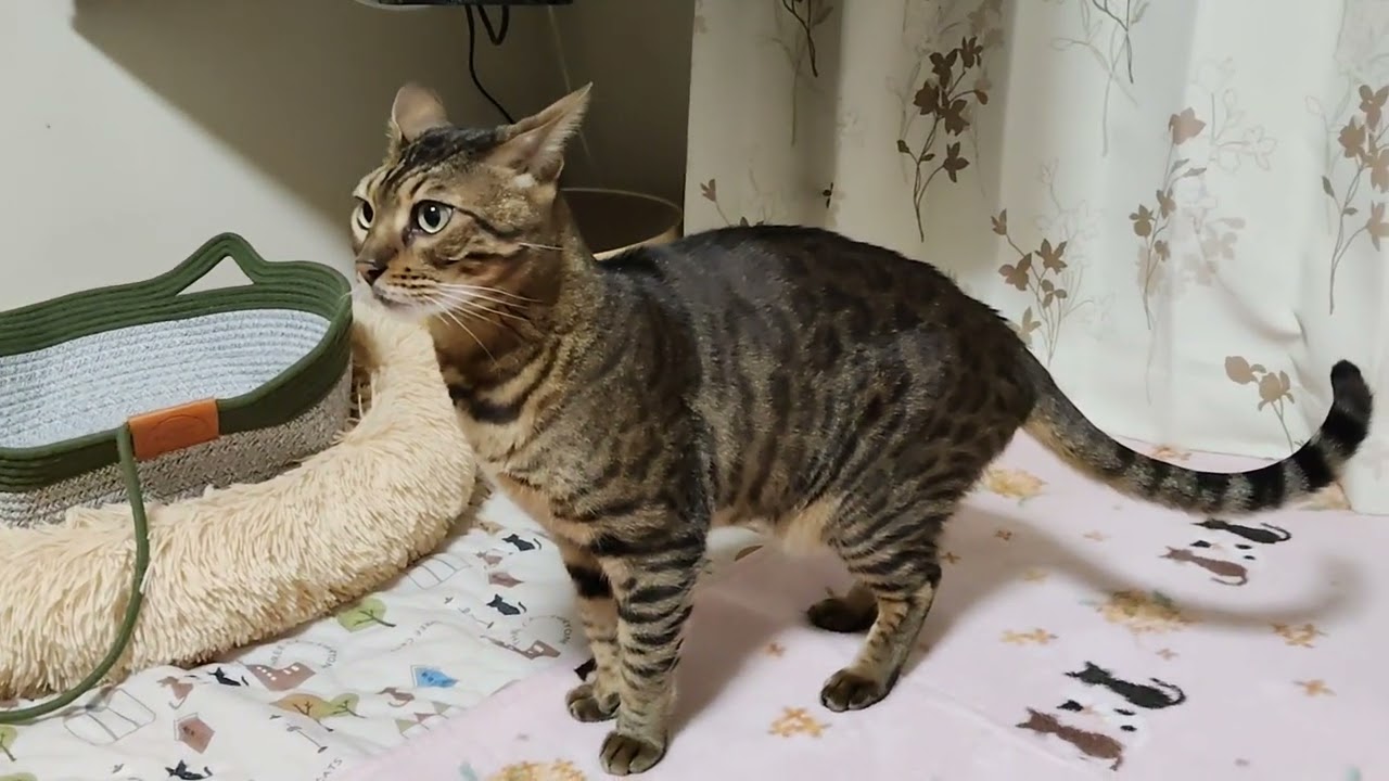 深夜食堂その3 チャンネル登録高評価　宜しくお願いします