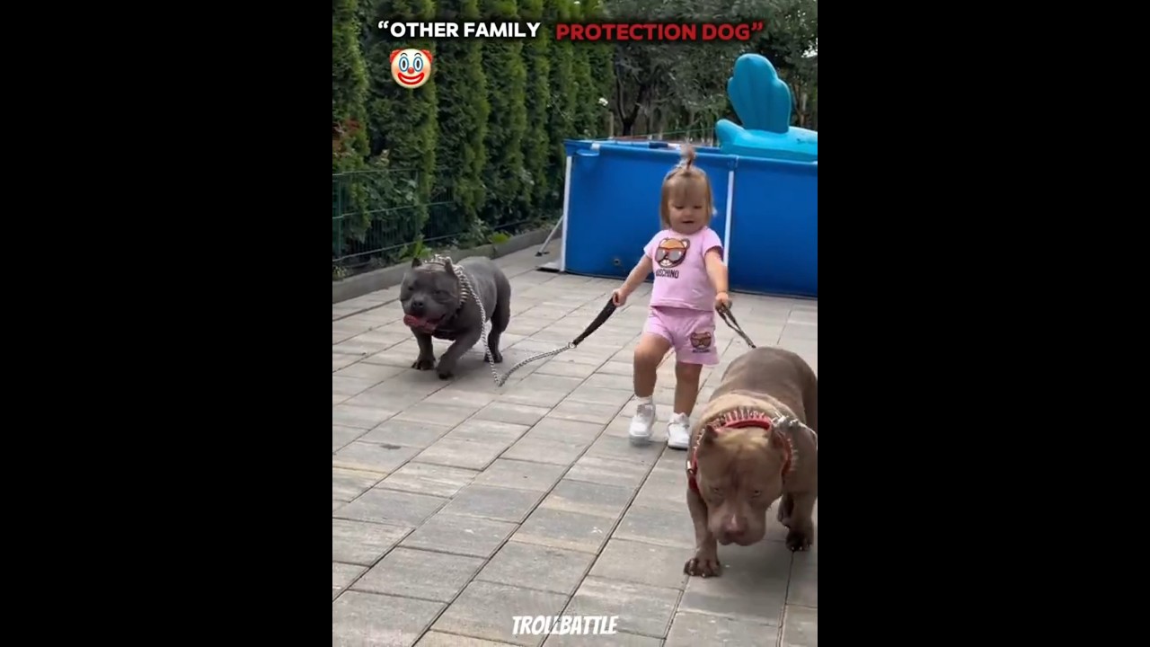 CRAZY PROTECTION DOG ☠️| #shortsfeed #edit  #puppy