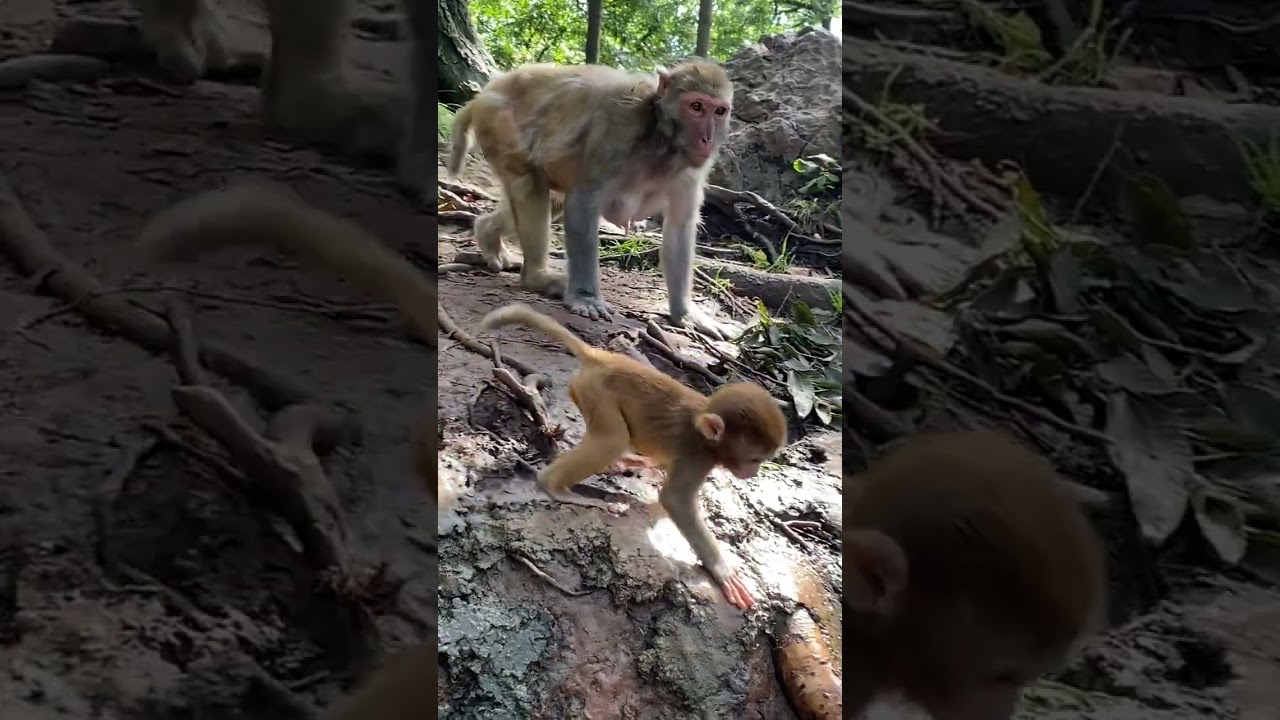 Rural Life of Monkeys power by @Animals-Life