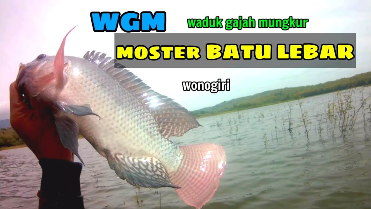 Mancing nyobok di wisata BATU LEBAR ‼️ada ikan nila SEGEDE INI‼️||WGM TERBARU||MANCING NYOBOK
