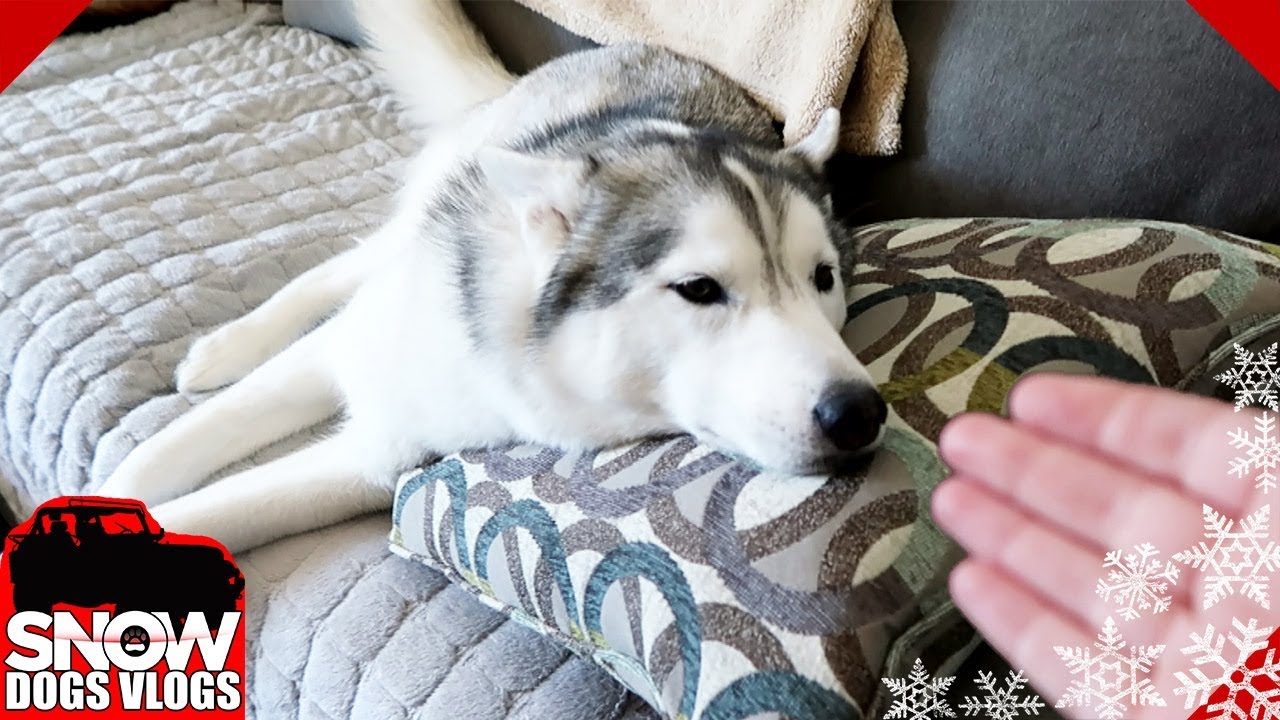 The Anticipation of the Incoming Pets