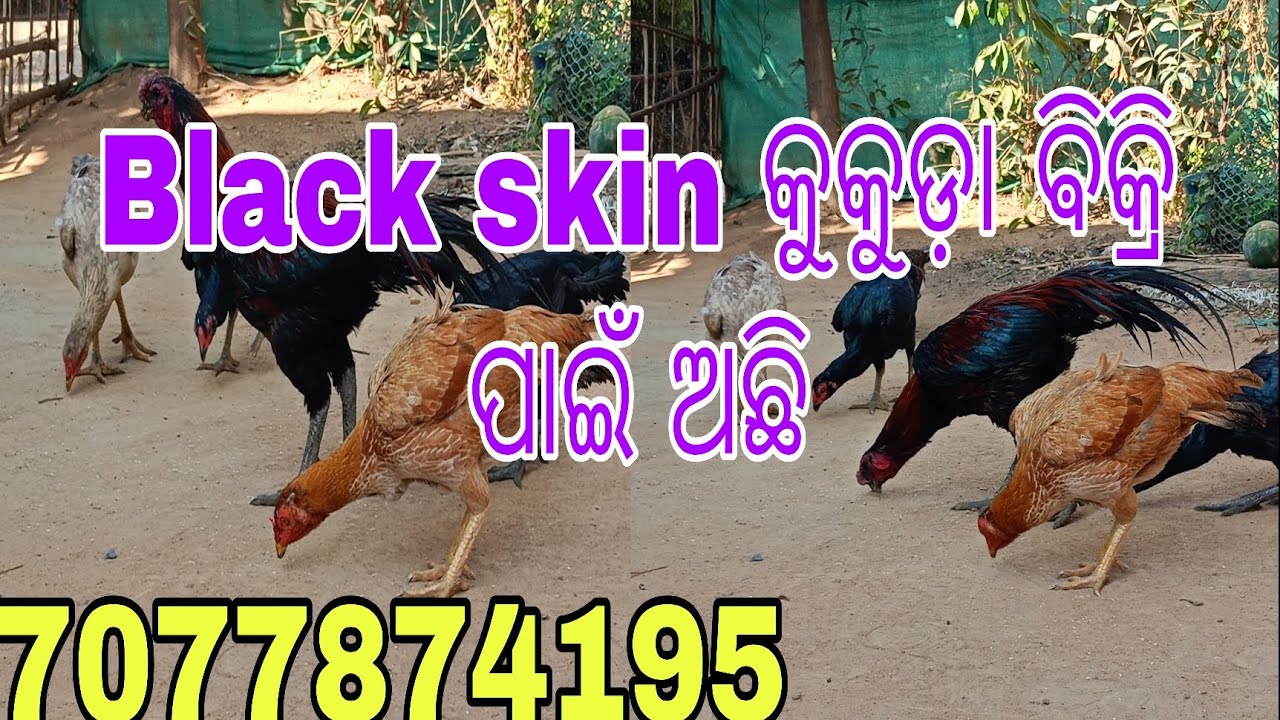 କୁକୁଡ଼ା ବିକ୍ରି ପାଇଁ ଅଛନ୍ତି କଳ କରନ୍ତୁ #youtube #vlog 