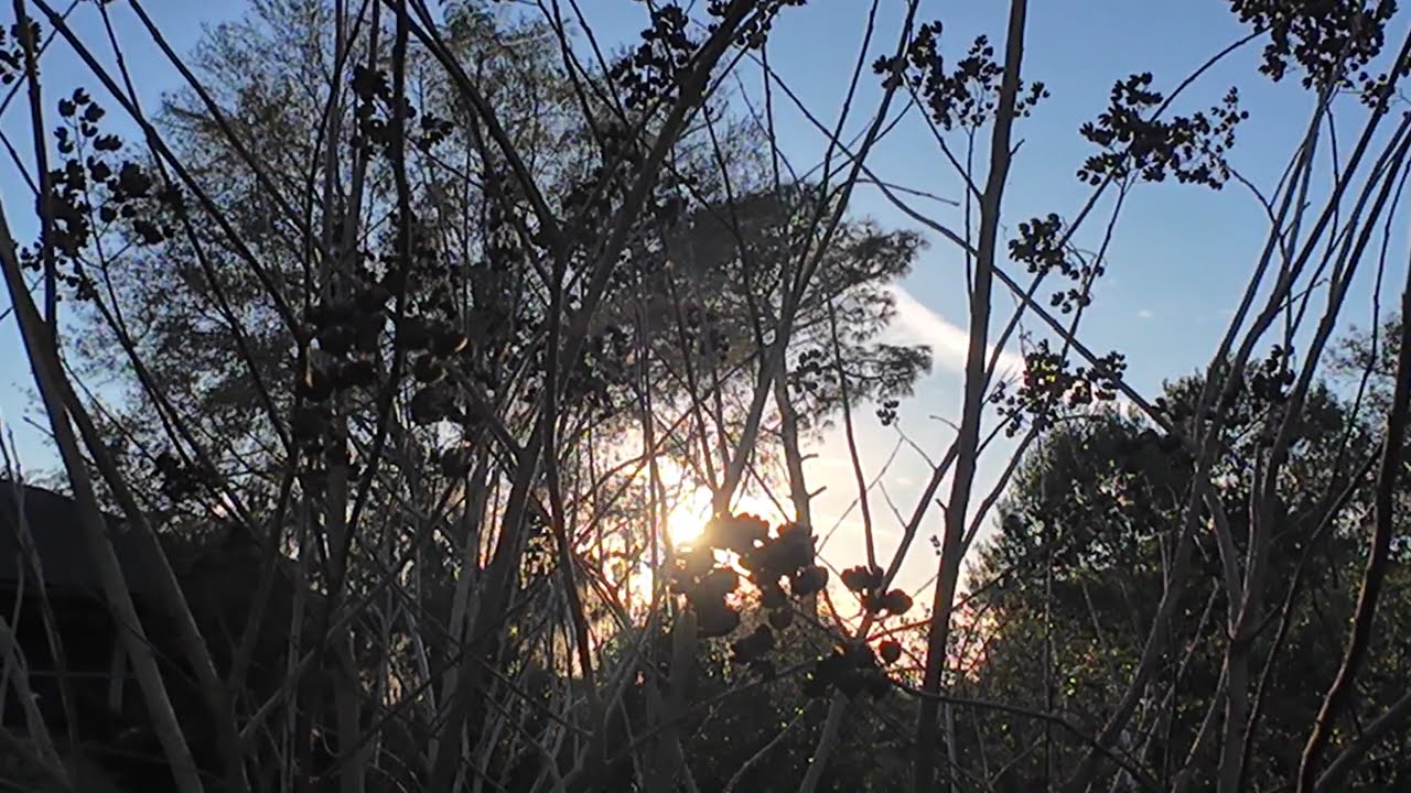 Still World ASMR | Quiet Sunset Through Trees 🌲 80 Minutes of Calm Nature Sounds