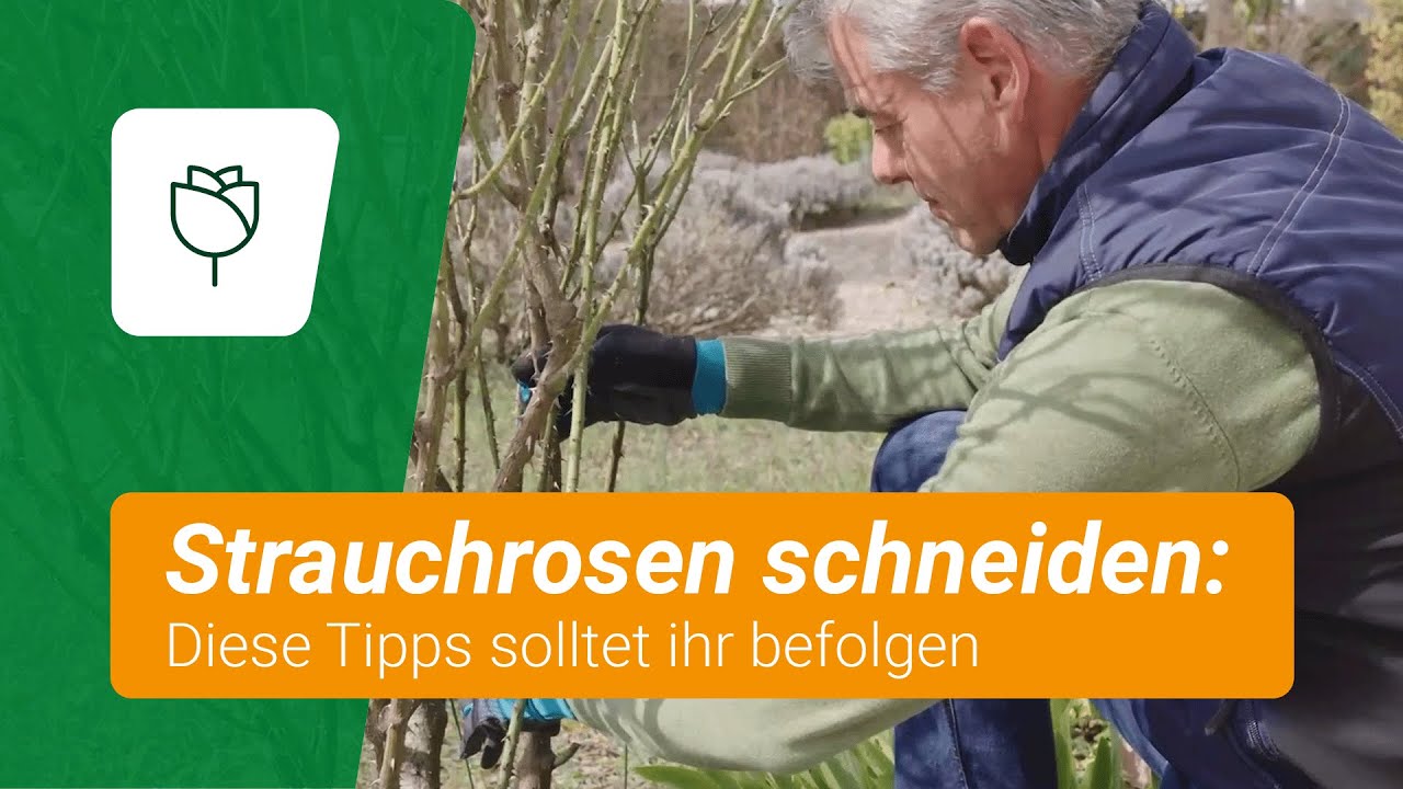 Strauchrosen richtig schneiden: Mit diesen Tipps gelingt's
