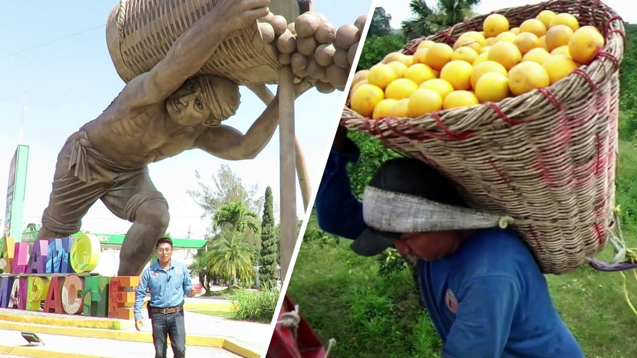 🍊Capital Mundial de la Naranja, &Aacute;lamo Temapache, Veracruz
