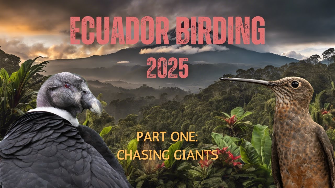 Ecuador Birding 2025 | Part 1 - Chasing Giants