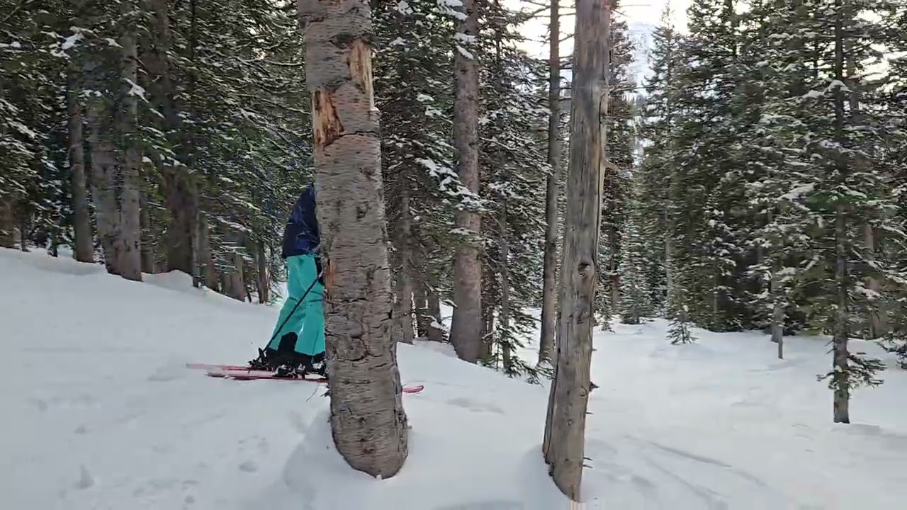 Scout Trees - Brighton