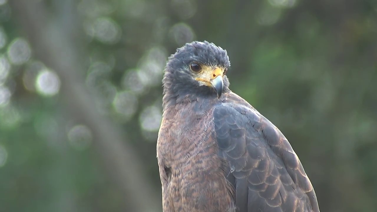 Birding Suriname 2017 part One