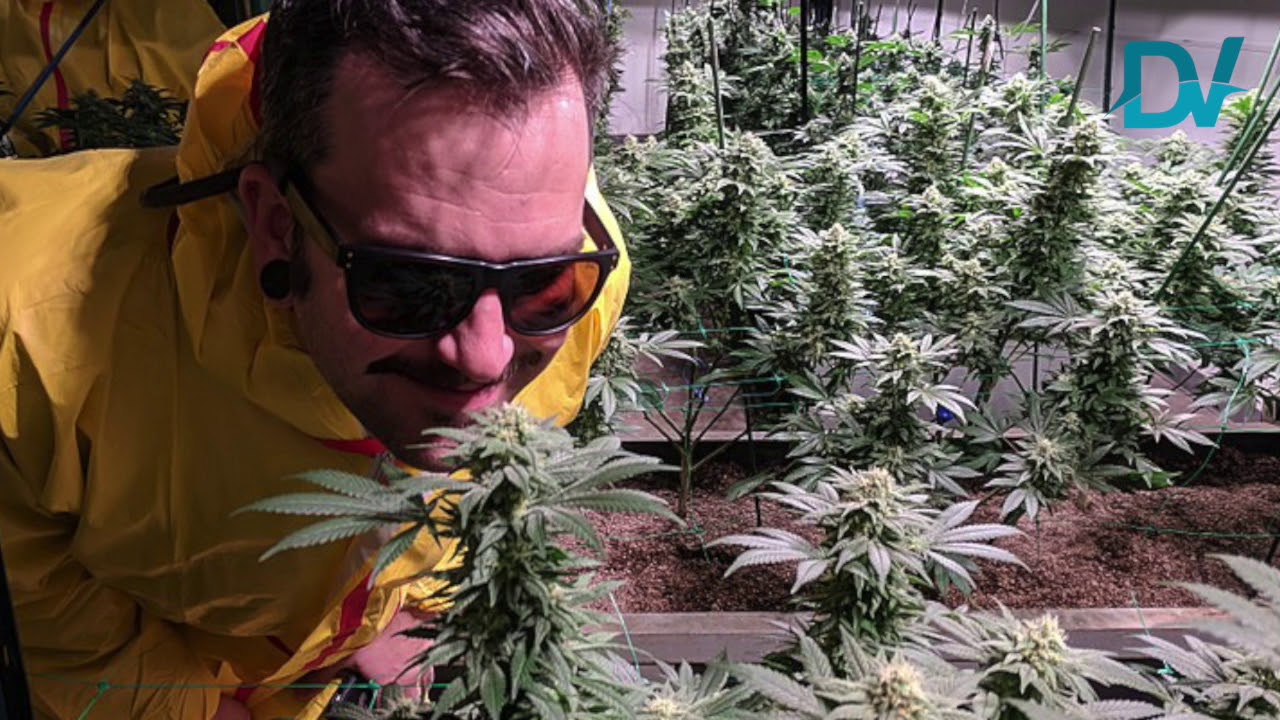 Dalla cannabis ai funghi allucinogeni: l&rsquo;esempio antiproibizionista del Colorado