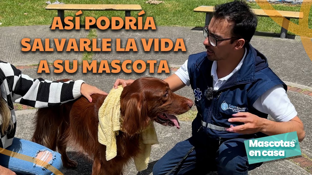 Primeros auxilios en perros: ¿qué hacer si su mascota es envenenada?