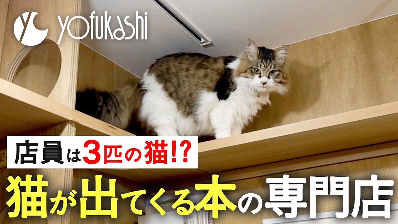 【保護猫が店員として働く】猫が出てくる本だけを扱う猫本専門店『Cat's Meow Books』に猫好きが集まる理由