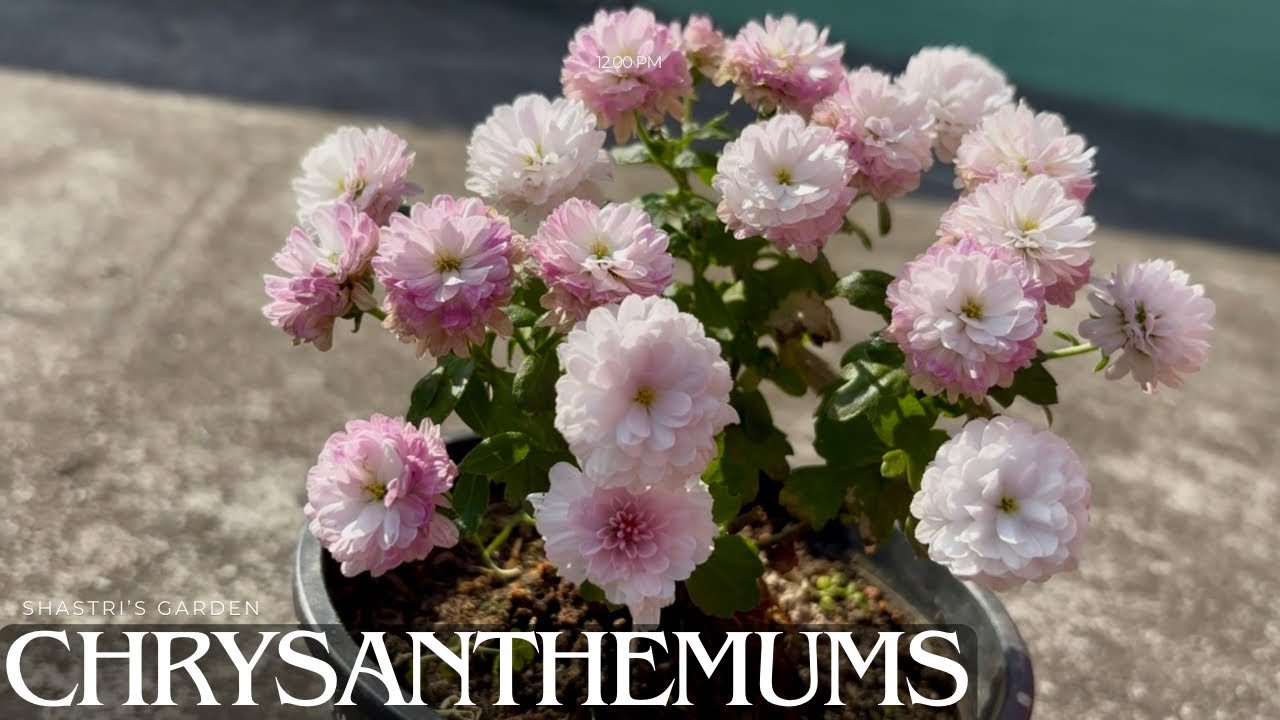 All time blooming variety of Chrysanthemums | 