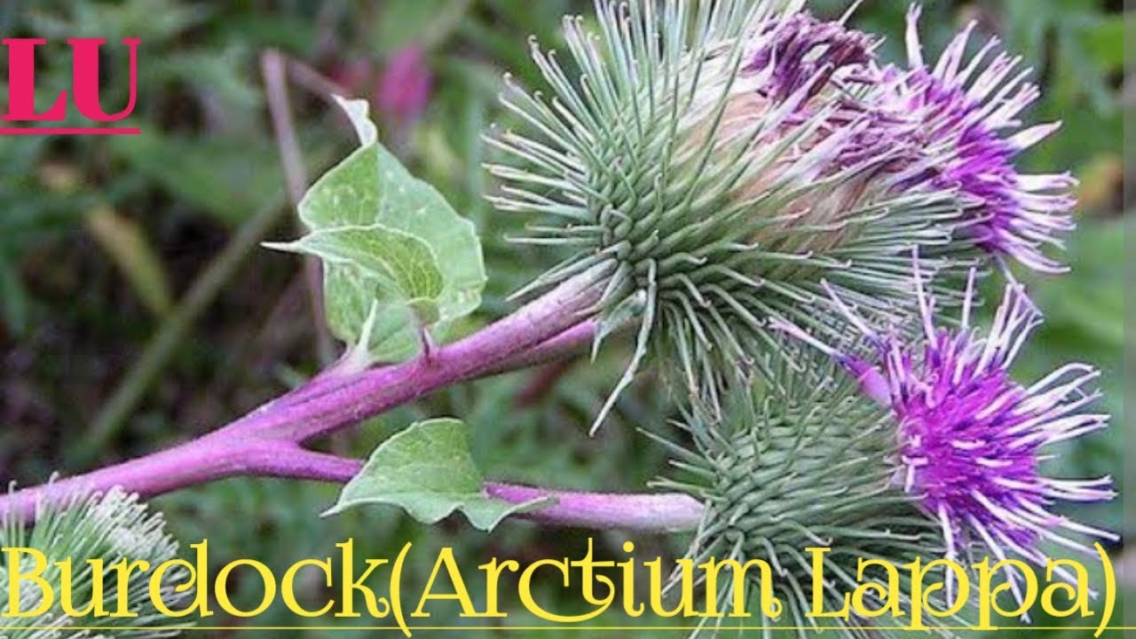 Great Burdock ( Arctium Lappa) - Wild food.