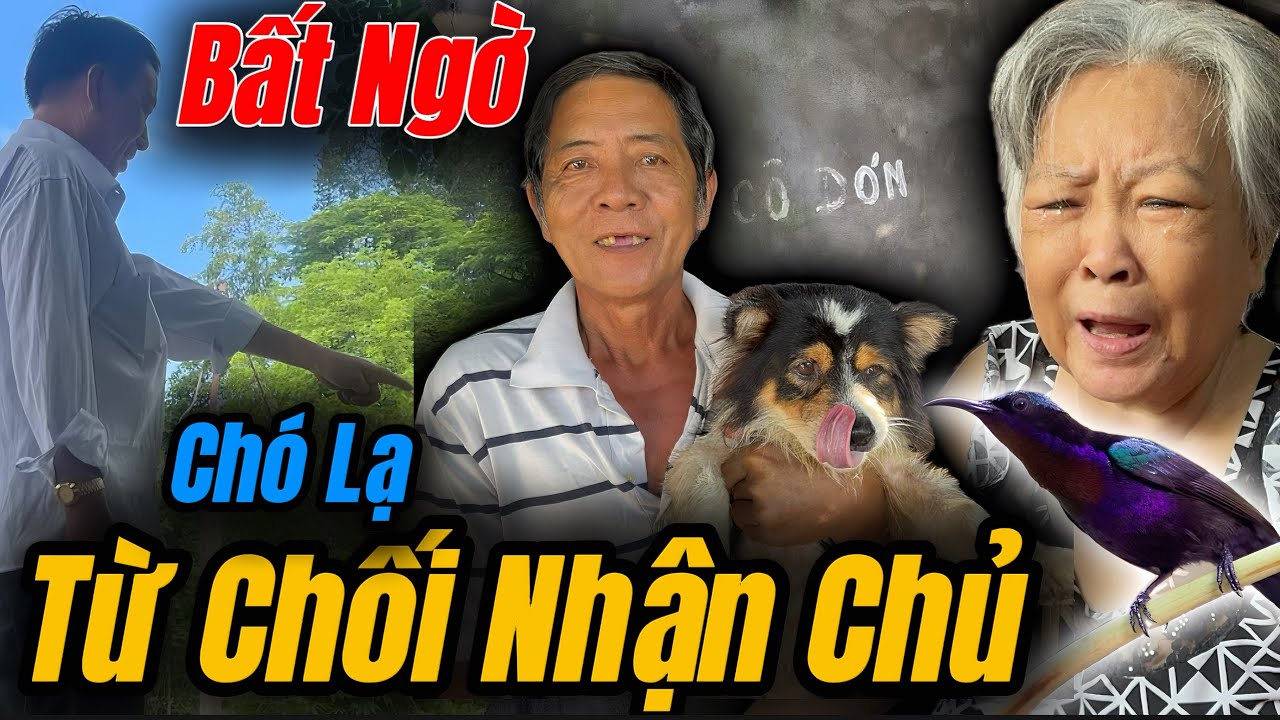 Bất Ngờ, Chó Lạ Từ Chối Nhận Chủ Sau Nhiều Ngày Xa Cách Chỉ Gì Chuyện Này