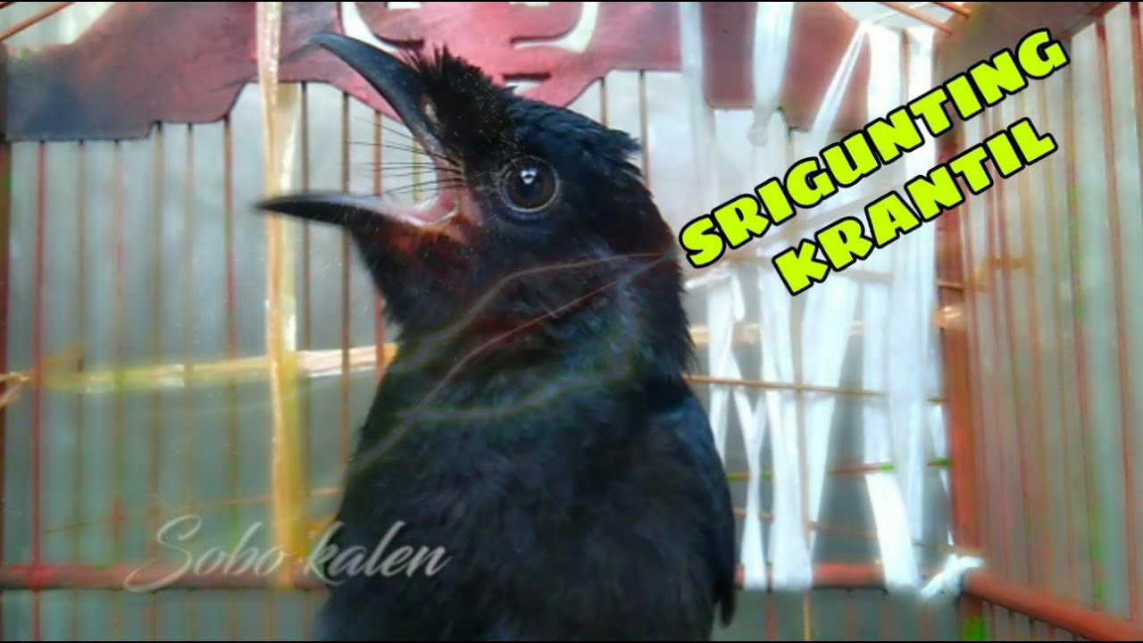 Suara srigunting krantil alasan memanggil teman pancingan untuk srigunting bahan
