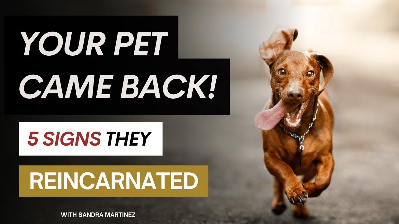 5 Powerful Signs Your have found your Reincarnated Pet. How to Recognize Your Pet's Soul Returning