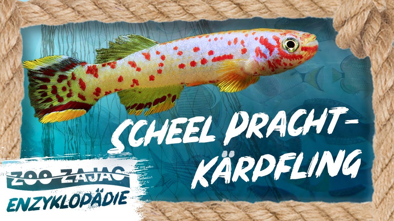 PRÄCHTIGE Dürre | FISCHENZYKLOPÄDIE | Zoo Zajac