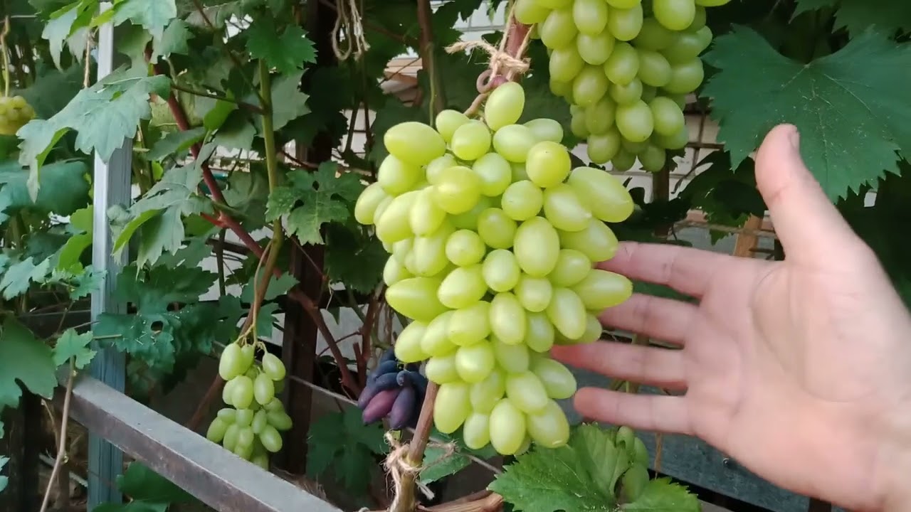 Мой первый созревший виноград. 1.07.2024г. Нижегородская обл.
