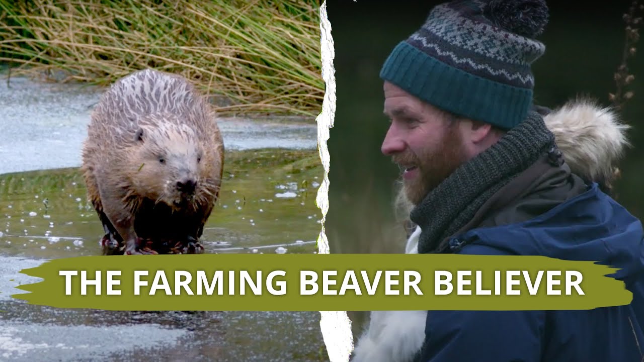The Scottish farm that adopted a beaver family