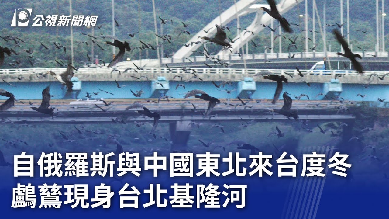 自俄羅斯與中國東北來台度冬 鸕鶿現身台北基隆河｜20240129 公視晚間新聞