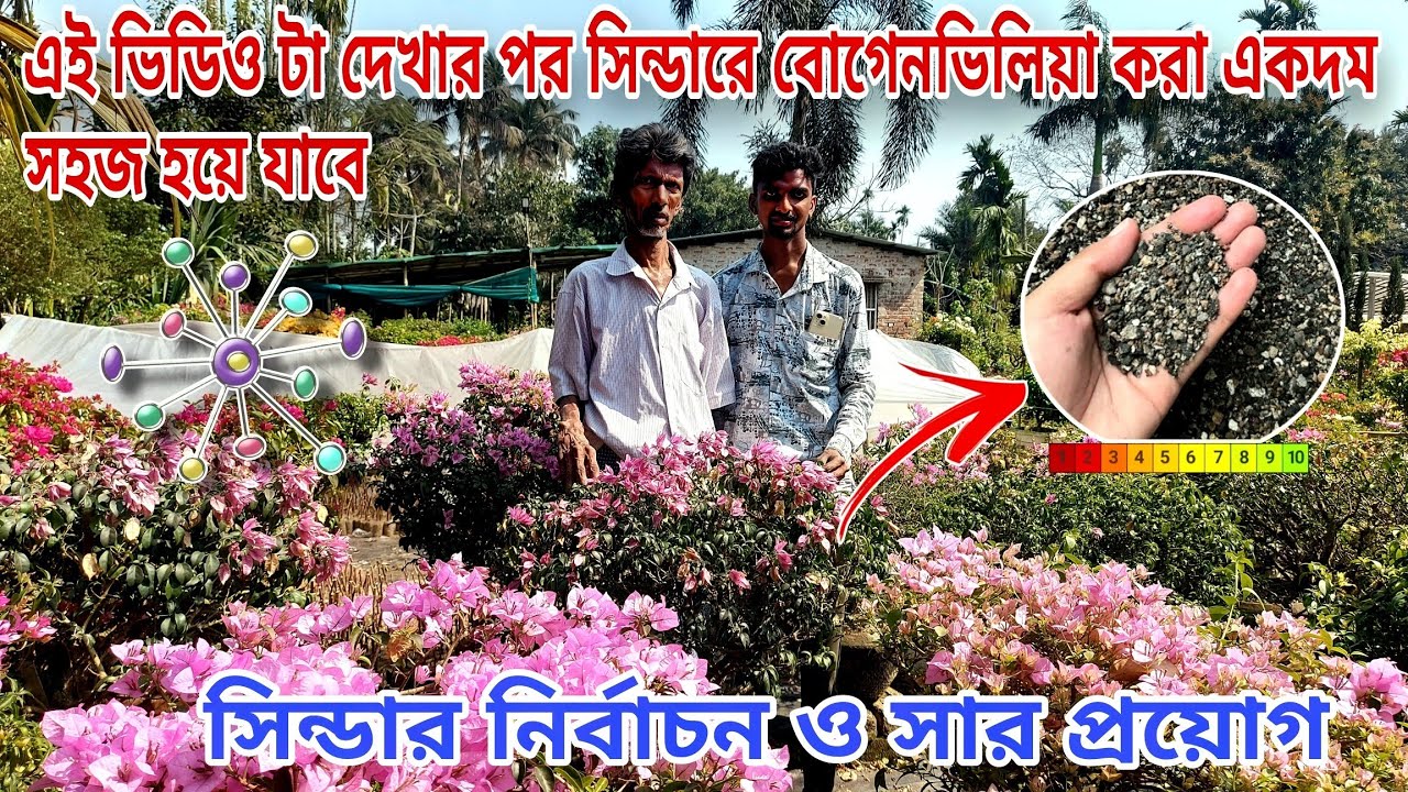 হাতে কলমে শিখেনিন কি ভাবে ঘেঁষে বা সিন্ডারে বোগেনভিলিয়া করবেন/একটাও দামি গাছ মরবে না/Plantcare tips