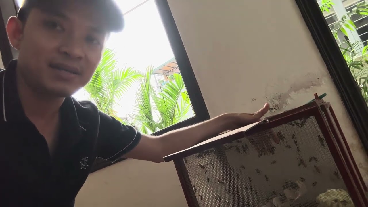 Cách nuôi dế sống lâu cho chim ăn ?