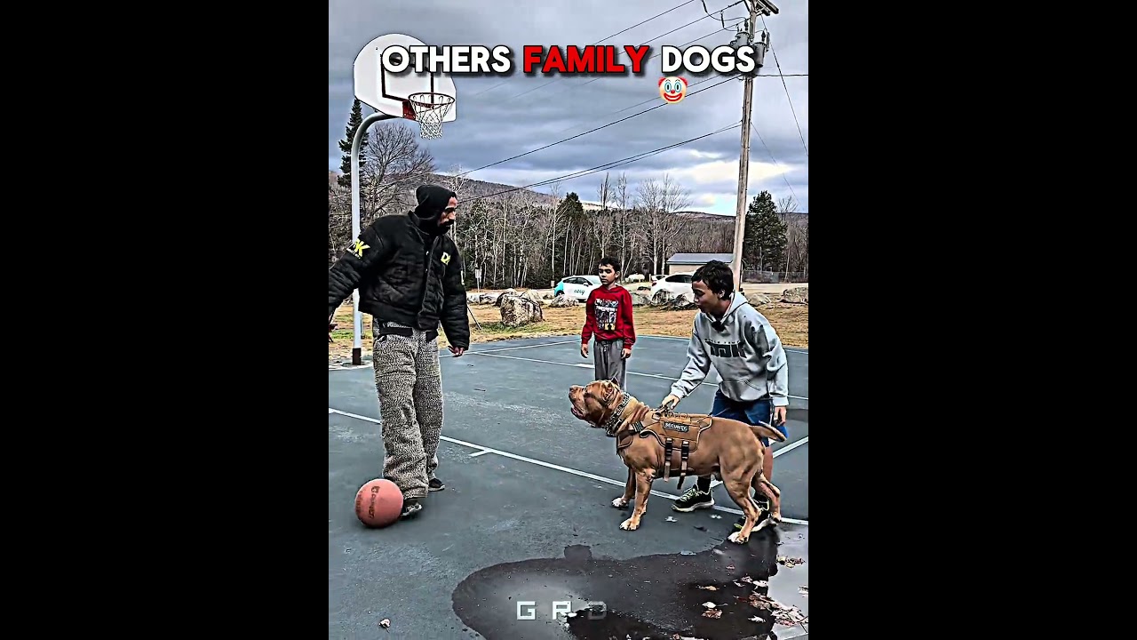 Others Family Dog Protection pt2☠️ | #edit #trollface #usa #newyork #dog