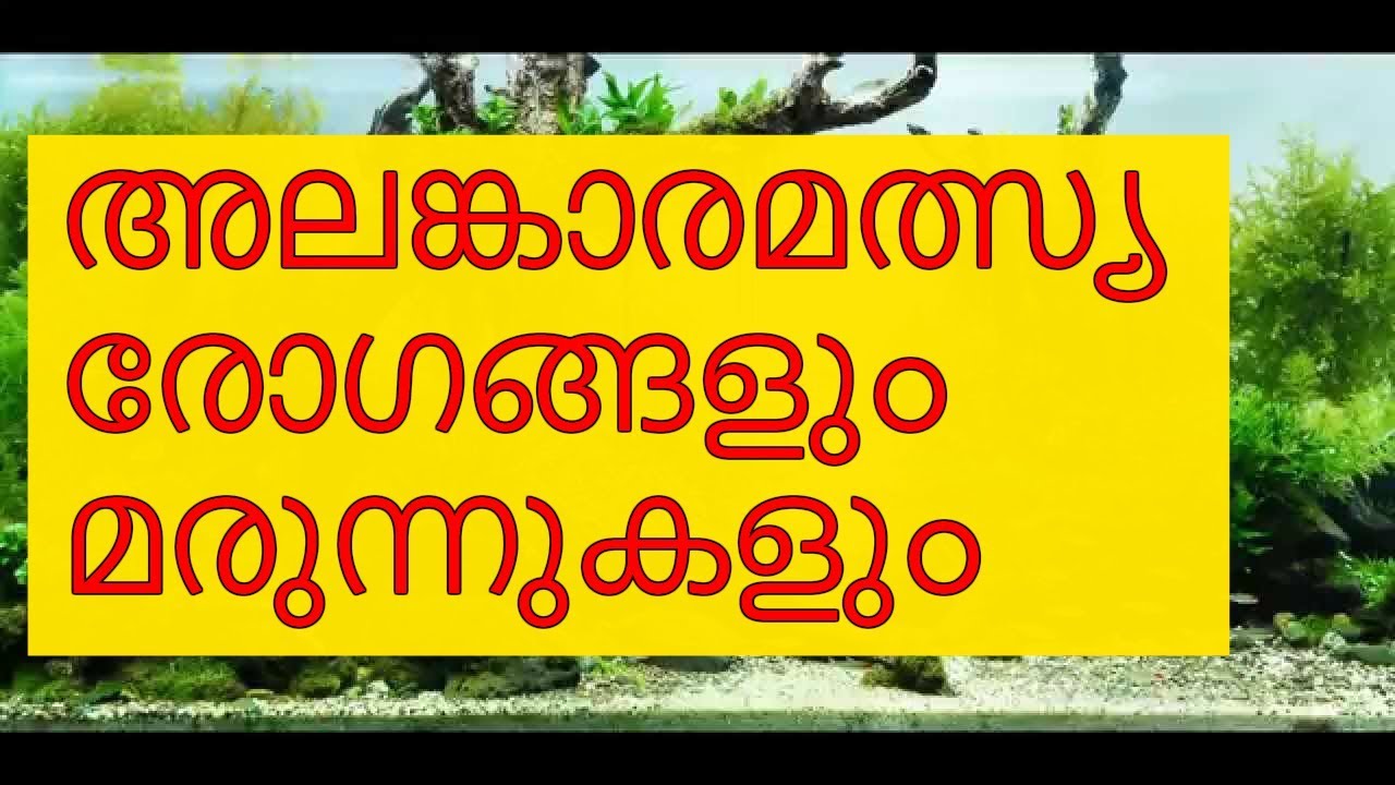 Ornamental Fish Disease and medicines | Vivek Parayil | Parayil Aqua