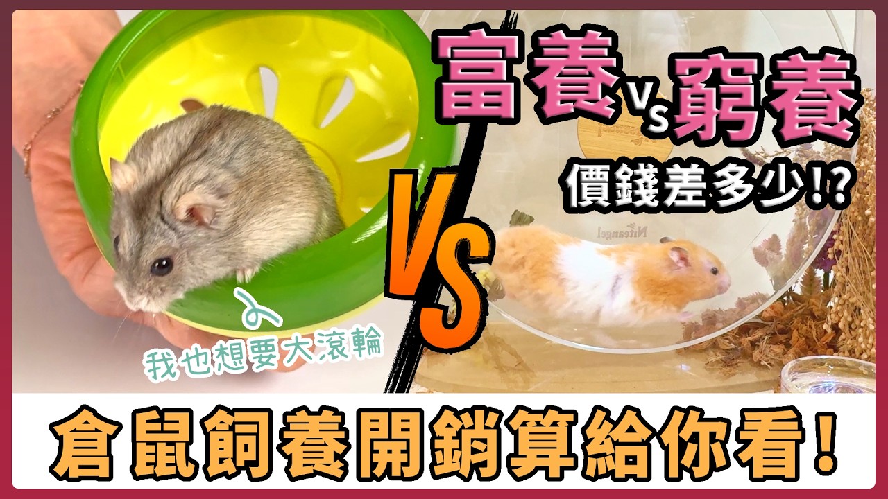 養一隻倉鼠是能花多少錢!?  從渣養、窮養到富養，到底能差多少? 飼養成本算給你看！【不踩雷養鼠攻略】