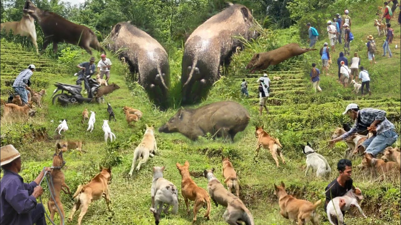 AMAZING !!! THE BEST HUNTING COLLECTION 2025|BEST OF WILD BOAR HUNTING|COMPILATION SPECIAL YEARS