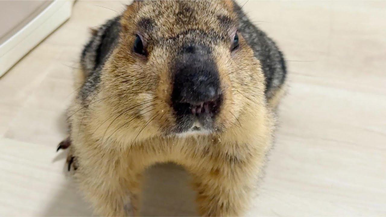 MarmoTube is back