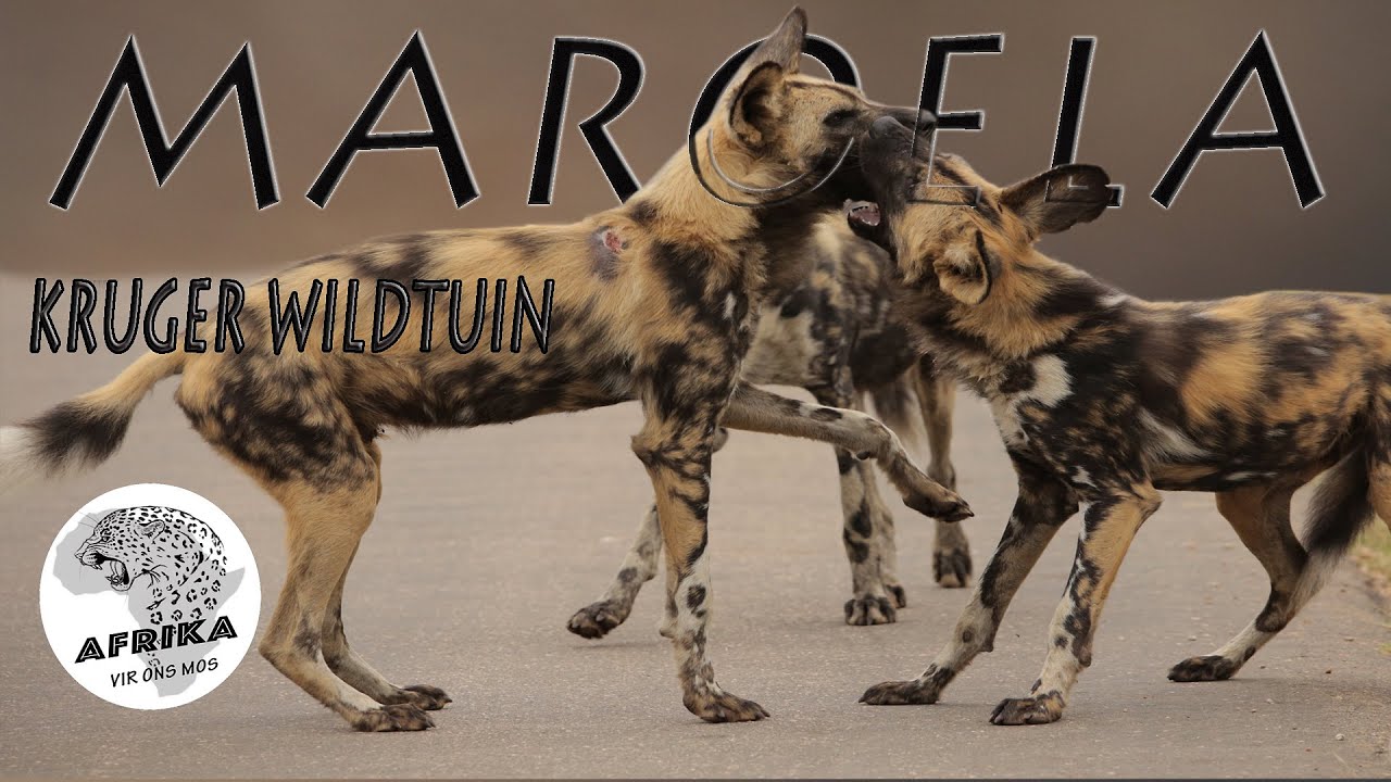MAROELA