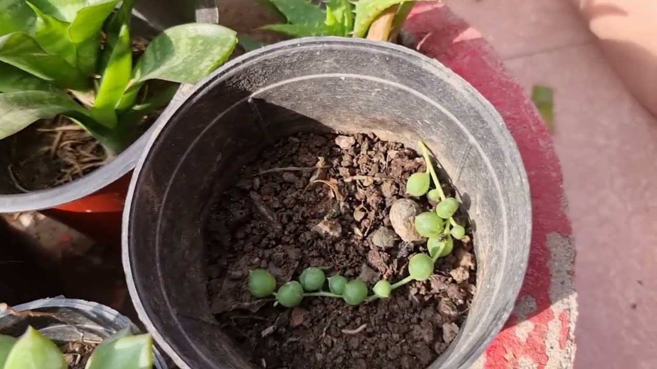 10 Essential Tips For Succulent Care at Home ll Care of Succulent plants