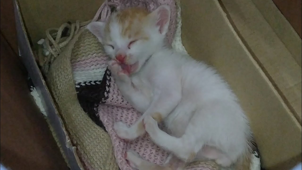 Orphan Kitten Lost His Mother Cat But He Is Happy In His Early Stage Of Life