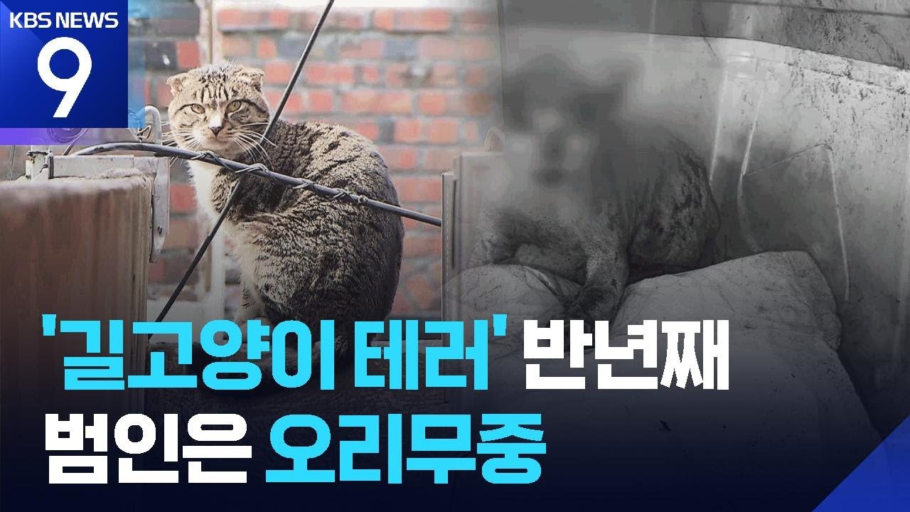 길고양이 얼굴 노려 ‘화상 테러’ 반 년째 [9시 뉴스] / KBS  2026.02.26.