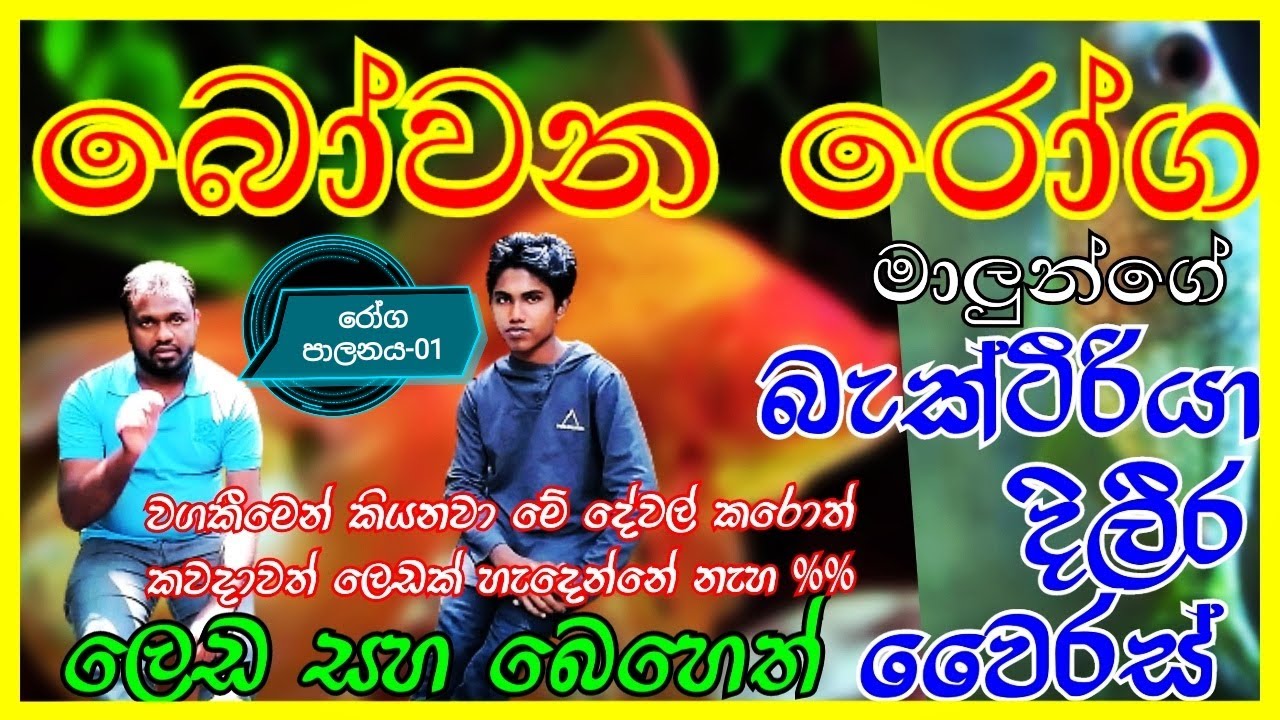 Fish diseases sinhala treatment | මත්සය රෝග වලට ප්‍රතිකාර | sl anush